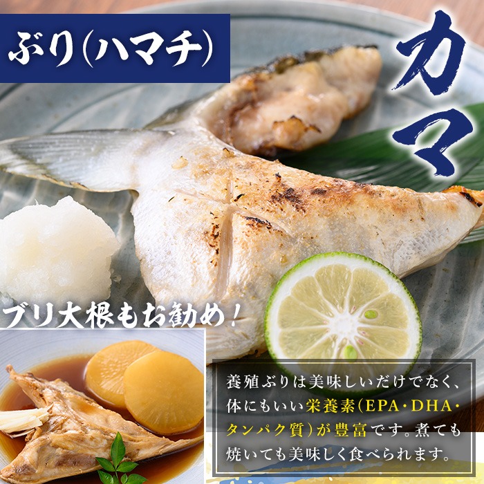 ＜先行予約受付中！＞鹿児島県産！冷凍ぶり(ロイン2節入・計1kg前後/カマ付) 国産 九州産 鹿児島産 魚介 魚 旬 鰤 ブリ ぶり ハマチ はまち 刺身 お刺身 海鮮丼 漬け丼 ブリ大根 ぶりしゃぶ しゃぶしゃぶ 鍋 お鍋 カマ ロイン 切身 冷凍【全栄フーズ】【00-117-01】