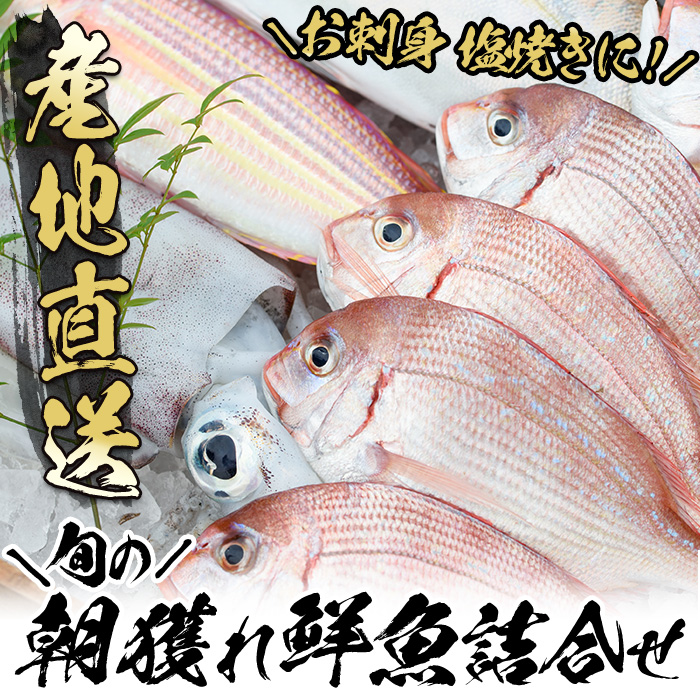 朝獲れ鮮魚の詰め合わせセット！鹿児島県いちき串木野より海鮮を産地直送【えびす市場】【00-024-01】