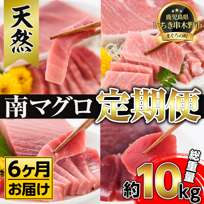 【定期便】南マグロ刺身用柵(8本セット×6ヶ月)！希少な南まぐろの大トロ・上トロ・中トロ・赤身を毎月お届け！総合計約10kg以上！まぐろ 鮪 南まぐろ 南マグロ 大とろ 中とろ 上とろ 魚介 刺し身 刺身 さしみ 海鮮丼 小分け 便利 冷凍 新鮮【新洋水産】【00-019-07-TK】