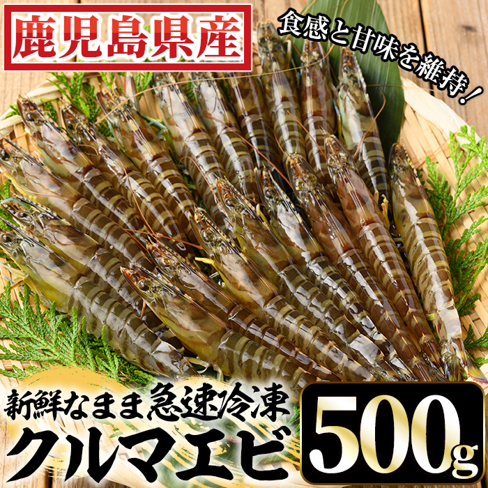 ≪数量限定≫冷凍クルマエビ 計500g(25g×10尾×2袋) 国産 九州産 鹿児島 特産品 特産 車海老 くるまえび 活き車えび 車えび 海鮮 魚介 鍋 お鍋 塩焼き 串焼き バーベキュー BBQ エビフライ 天ぷら 刺身 お刺身 冷凍【ヒガシマル】【00-118-01】