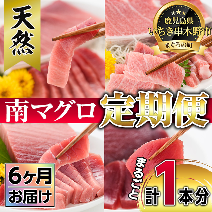 【定期便】南マグロ丸ごと1本(約4〜6kgセット×6ヶ月)！希少な南まぐろの刺身用柵(大トロ・上トロ・中トロ・赤身)を毎月お届け！まぐろ 鮪 南まぐろ 南マグロ 大とろ 中とろ 上とろ 魚介 刺し身 刺身 さしみ 海鮮丼 小分け 便利 冷凍 希少 新鮮【新洋水産】【00-019-06-TK】