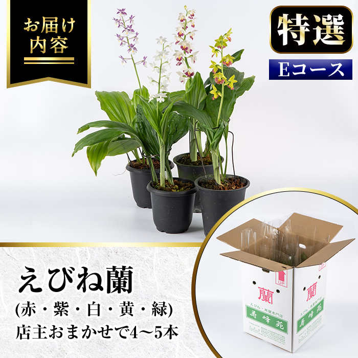 ＜数量限定＞寿峰苑特選えびね蘭(Eコース)店主のおすすめのえびね蘭の苗を4〜5本お届けいたします！【寿峰苑】【00-145-05】