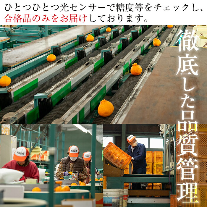 ＜先行予約受付中！2026年7月上旬頃より順次発送予定＞安心安全！JAさつま日置産 ハウスみかん(約2.4kg化粧箱) 鹿児島県産 ハウスみかん ミカン みかん 蜜柑 柑橘 果物 果実 フルーツ 旬 予約【00-039-01】
