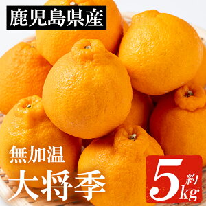 ＜先行予約受付中＞《期間限定・数量限定》JAさつま日置産無加温大将季(約5kg) 国産 鹿児島県産 だいまさき みかん ミカン 蜜柑 柑橘 冬季 果物 フルーツ 常温 常温配送 常温保存【JAさつま日置北部営農センター】【01-039-03】