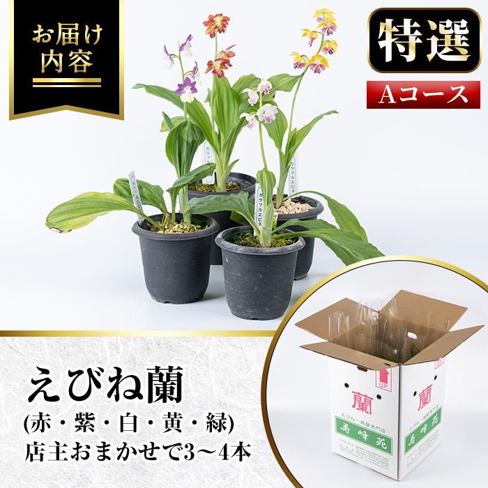 ＜数量限定＞寿峰苑特選えびね蘭(Aコース)店主のおすすめのえびね蘭の苗を3〜4本お届けいたします！【寿峰苑】【00-045-01】