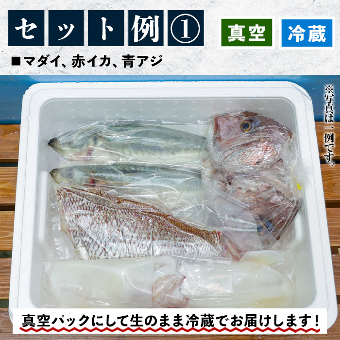 旬の朝獲れ鮮魚コース 4ヵ月定期便！その日獲れたての鮮魚や活魚！漁協だからできる産地直送の定期便【えびす市場】【00-024-04-TK】