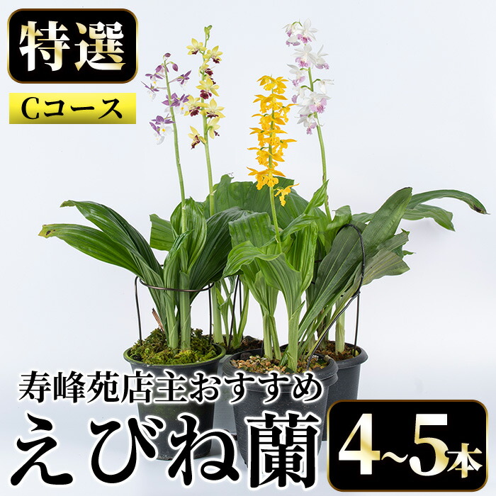 ＜数量限定＞寿峰苑特選えびね蘭(Cコース)店主のおすすめのえびね蘭の苗を4〜5本お届けいたします！【寿峰苑】【00-145-03】