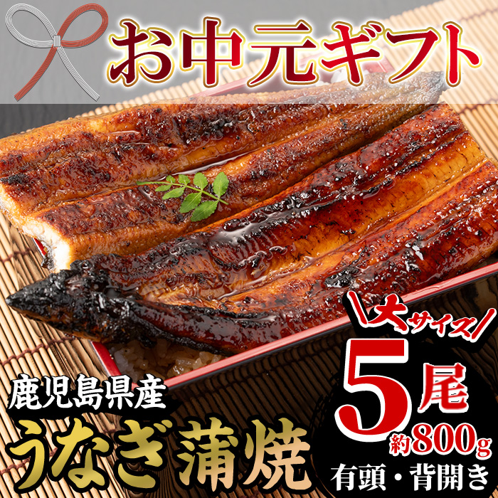 ＜2026年お中元ギフト＞国産うなぎ(鹿児島県産うなぎ)蒲焼(大サイズ5尾・約800g) 国産 国産魚 九州産 鹿児島県産 魚 魚介 鰻 うなぎ ウナギ 蒲焼 蒲焼き 惣菜 冷凍 プレゼント 贈答品【南竹鰻加工】【00-025-13-R8OC】