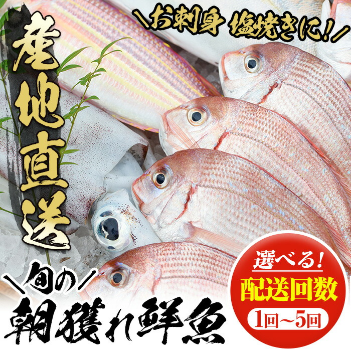 旬の朝獲れ鮮魚コース 5ヵ月定期便！その日獲れたての鮮魚や活魚！漁協だからできる産地直送の定期便【えびす市場】【00-024-05-TK】