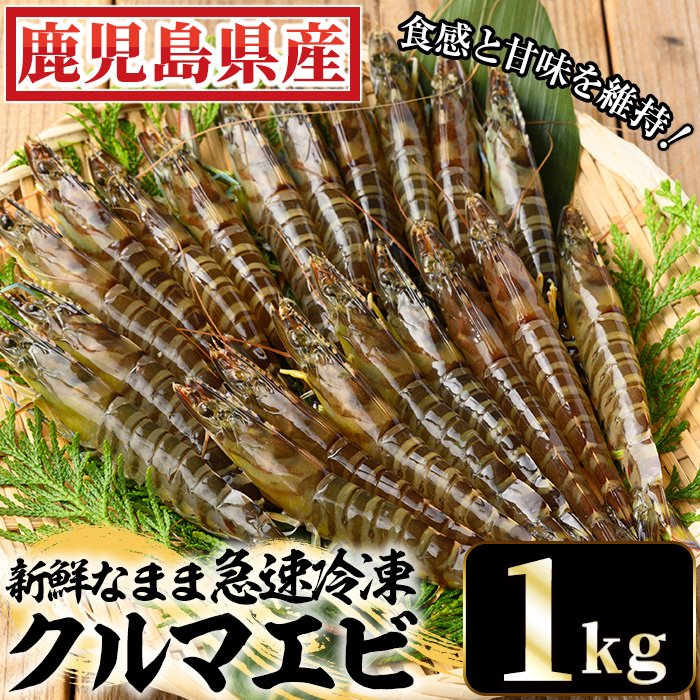 冷凍クルマエビ計1kg(25g×10尾×4袋) 国産 九州産 鹿児島 特産品 特産 車海老 くるまえび 活き車えび 車えび 海鮮 魚介 鍋 お鍋 塩焼き 串焼き バーベキュー BBQ エビフライ 天ぷら 刺身 お刺身 冷凍【ヒガシマル】【00-118-02】