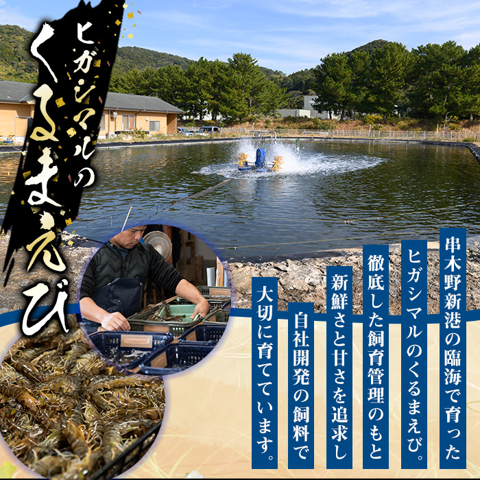 ≪数量限定≫冷凍クルマエビ 計500g(25g×10尾×2袋) 国産 九州産 鹿児島 特産品 特産 車海老 くるまえび 活き車えび 車えび 海鮮 魚介 鍋 お鍋 塩焼き 串焼き バーベキュー BBQ エビフライ 天ぷら 刺身 お刺身 冷凍【ヒガシマル】【00-118-01】