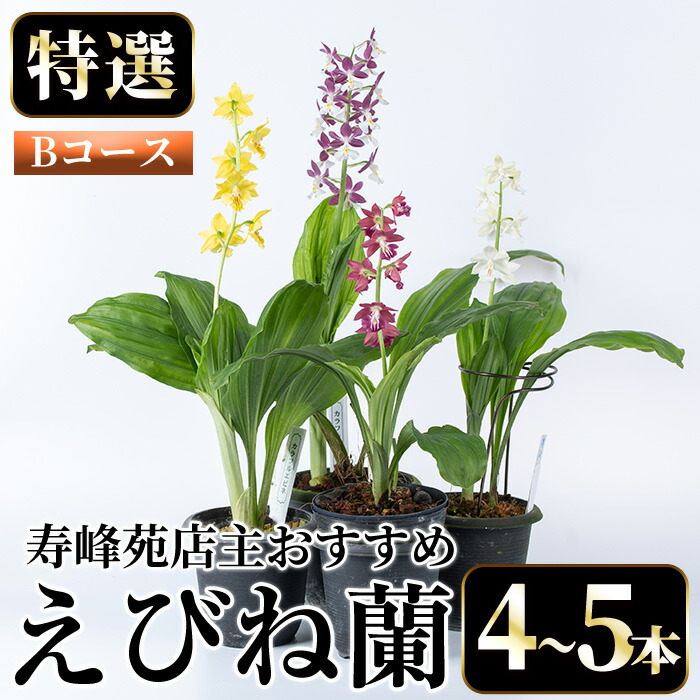 ＜数量限定＞寿峰苑特選えびね蘭(Bコース)店主のおすすめのえびね蘭の苗を4〜5本お届けいたします！【寿峰苑】【00-145-02】