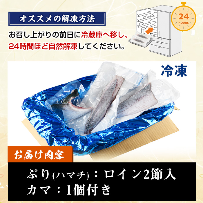 ＜先行予約受付中！＞鹿児島県産！冷凍ぶり(ロイン2節入・計1kg前後/カマ付) 国産 九州産 鹿児島産 魚介 魚 旬 鰤 ブリ ぶり ハマチ はまち 刺身 お刺身 海鮮丼 漬け丼 ブリ大根 ぶりしゃぶ しゃぶしゃぶ 鍋 お鍋 カマ ロイン 切身 冷凍【全栄フーズ】【00-117-01】