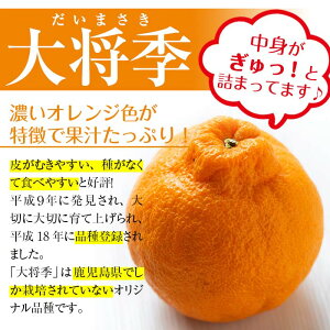 ＜先行予約受付中＞《期間限定・数量限定》JAさつま日置産無加温大将季(約5kg) 国産 鹿児島県産 だいまさき みかん ミカン 蜜柑 柑橘 冬季 果物 フルーツ 常温 常温配送 常温保存【JAさつま日置北部営農センター】【01-039-03】