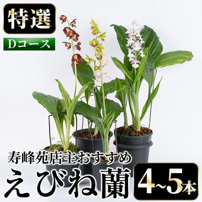 ＜数量限定＞寿峰苑特選えびね蘭(Dコース)店主のおすすめのえびね蘭の苗を4〜5本お届けいたします！【寿峰苑】【00-145-04】