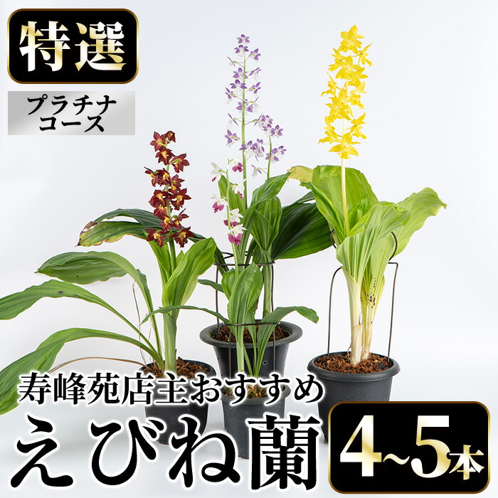 ＜数量限定＞寿峰苑特選えびね蘭(プラチナコース)店主のおすすめのえびね蘭の苗を4〜5本お届けいたします！【寿峰苑】【00-145-06】