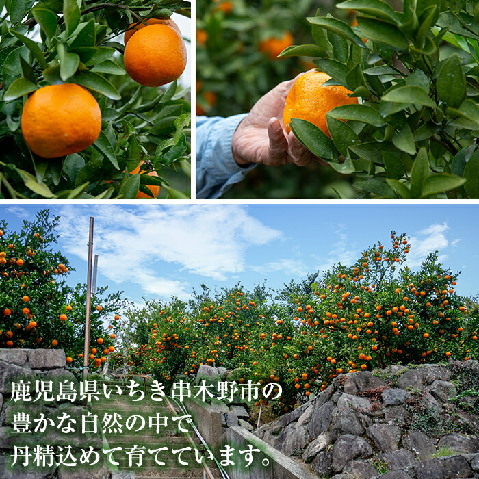 ＜先行予約受付中！2026年7月上旬頃より順次発送予定＞安心安全！JAさつま日置産 ハウスみかん(約2.4kg化粧箱) 鹿児島県産 ハウスみかん ミカン みかん 蜜柑 柑橘 果物 果実 フルーツ 旬 予約【00-039-01】