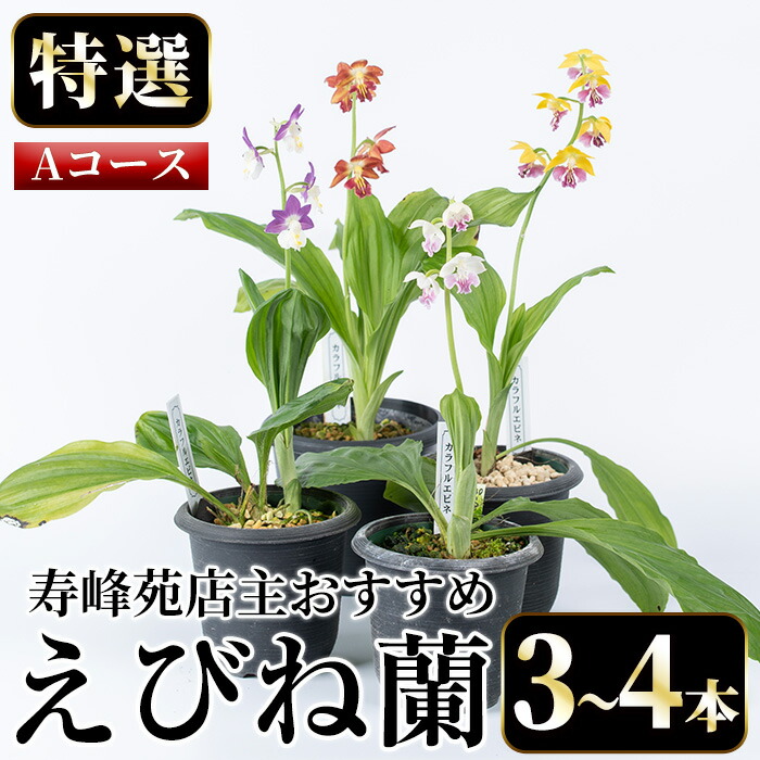 ＜数量限定＞寿峰苑特選えびね蘭(Aコース)店主のおすすめのえびね蘭の苗を3〜4本お届けいたします！【寿峰苑】【00-045-01】