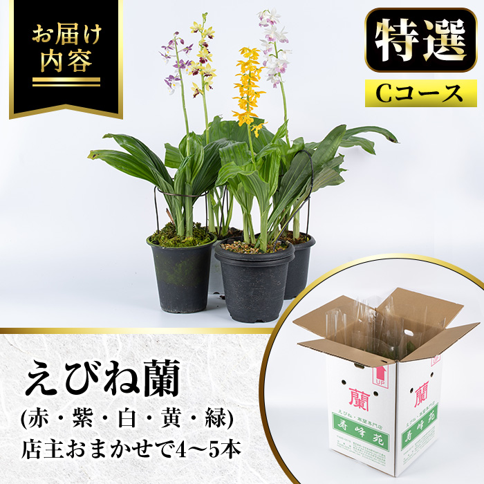 ＜数量限定＞寿峰苑特選えびね蘭(Cコース)店主のおすすめのえびね蘭の苗を4〜5本お届けいたします！【寿峰苑】【00-145-03】