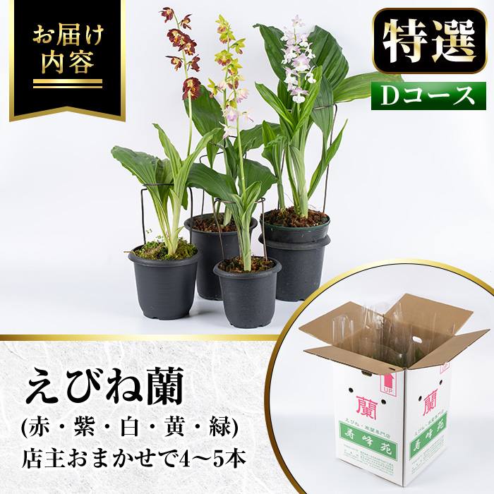 ＜数量限定＞寿峰苑特選えびね蘭(Dコース)店主のおすすめのえびね蘭の苗を4〜5本お届けいたします！【寿峰苑】【00-145-04】