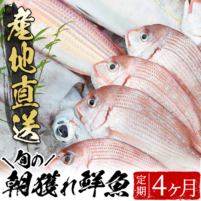 旬の朝獲れ鮮魚コース 4ヵ月定期便！その日獲れたての鮮魚や活魚！漁協だからできる産地直送の定期便【えびす市場】【00-024-04-TK】