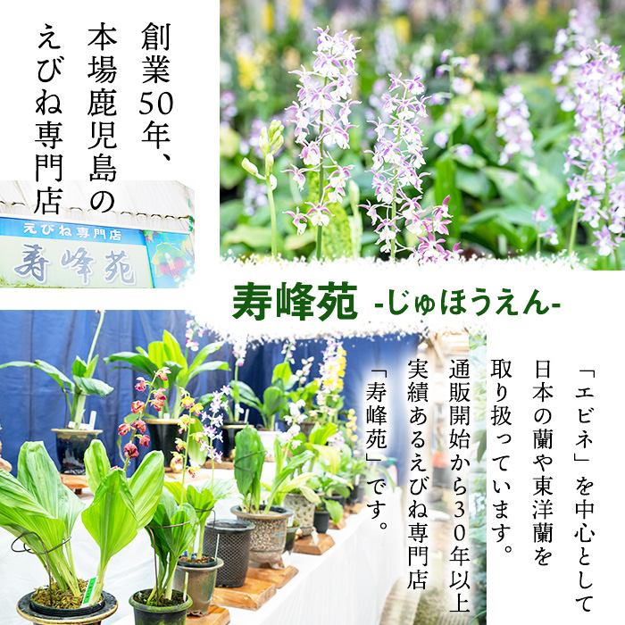＜数量限定＞寿峰苑特選えびね蘭(プラチナコース)店主のおすすめのえびね蘭の苗を4〜5本お届けいたします！【寿峰苑】【00-145-06】