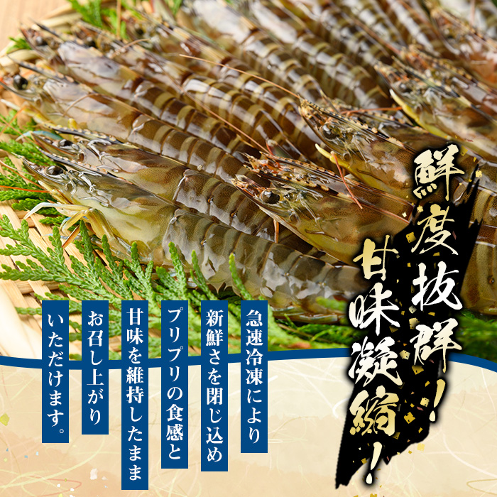 ≪数量限定≫冷凍クルマエビ 計500g(25g×10尾×2袋) 国産 九州産 鹿児島 特産品 特産 車海老 くるまえび 活き車えび 車えび 海鮮 魚介 鍋 お鍋 塩焼き 串焼き バーベキュー BBQ エビフライ 天ぷら 刺身 お刺身 冷凍【ヒガシマル】【00-118-01】