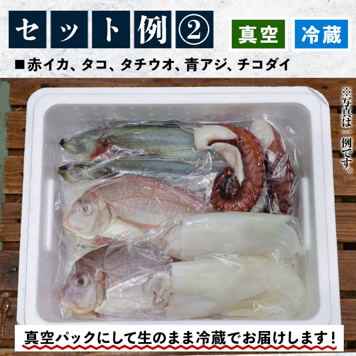 旬の朝獲れ鮮魚コース 5ヵ月定期便！その日獲れたての鮮魚や活魚！漁協だからできる産地直送の定期便【えびす市場】【00-024-05-TK】