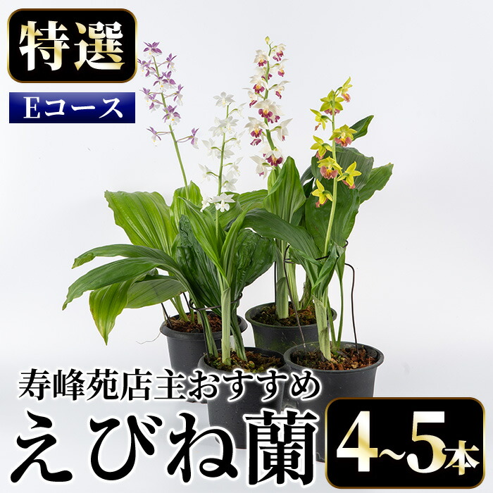 ＜数量限定＞寿峰苑特選えびね蘭(Eコース)店主のおすすめのえびね蘭の苗を4〜5本お届けいたします！【寿峰苑】【00-145-05】