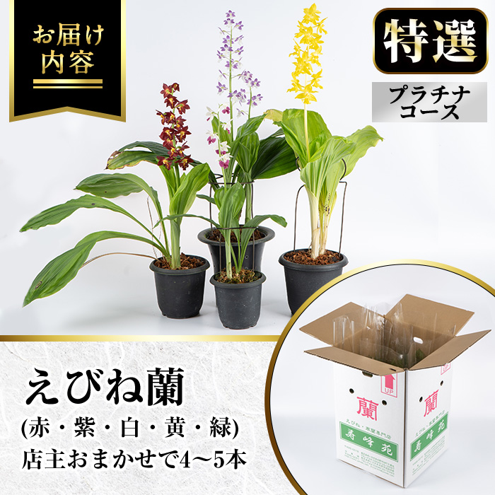 ＜数量限定＞寿峰苑特選えびね蘭(プラチナコース)店主のおすすめのえびね蘭の苗を4〜5本お届けいたします！【寿峰苑】【00-145-06】