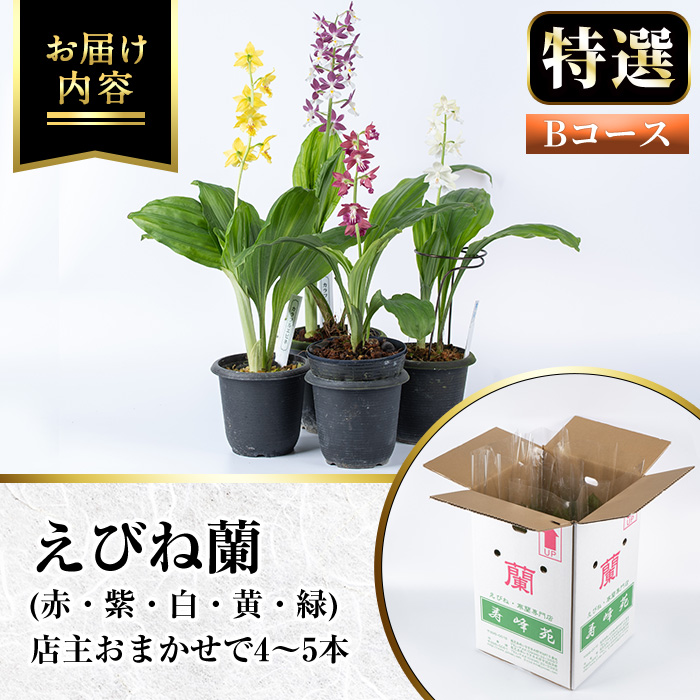 ＜数量限定＞寿峰苑特選えびね蘭(Bコース)店主のおすすめのえびね蘭の苗を4〜5本お届けいたします！【寿峰苑】【00-145-02】