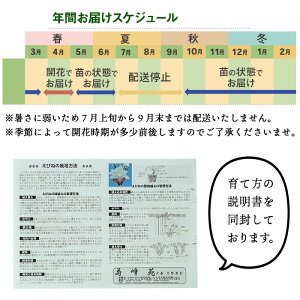 ＜数量限定＞寿峰苑特選えびね蘭(Bコース)店主のおすすめのえびね蘭の苗を4〜5本お届けいたします！【寿峰苑】【00-145-02】
