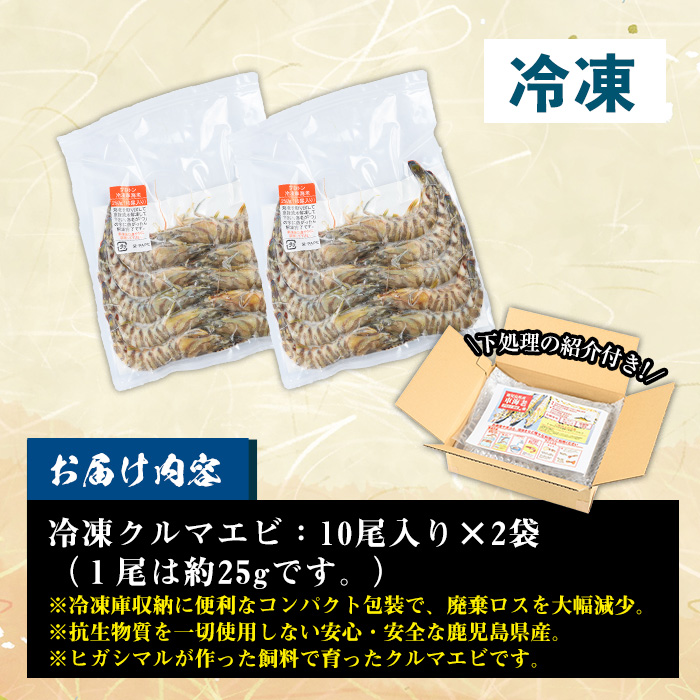 ≪数量限定≫冷凍クルマエビ 計500g(25g×10尾×2袋) 国産 九州産 鹿児島 特産品 特産 車海老 くるまえび 活き車えび 車えび 海鮮 魚介 鍋 お鍋 塩焼き 串焼き バーベキュー BBQ エビフライ 天ぷら 刺身 お刺身 冷凍【ヒガシマル】【00-118-01】