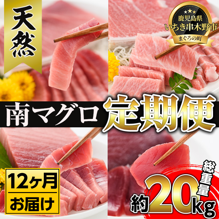 【定期便】南マグロ刺身用柵(8本セット×12ヶ月) 希少な南まぐろの大トロ・上トロ・中トロ・赤身を毎月お届け！総合計約20kg以上！まぐろ 鮪 南まぐろ 南マグロ 大とろ 中とろ 上とろ 魚介 刺し身 刺身 さしみ 海鮮丼 小分け 便利 冷凍 新鮮【新洋水産】【00-019-08-TK】