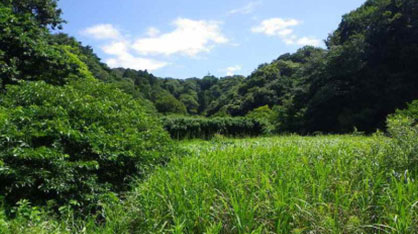 みどりを守るために