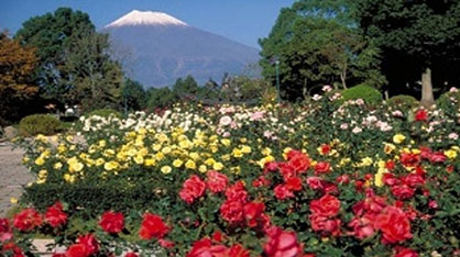 富士のまちを「彩る」～バラいっぱい3776事業～